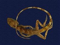 藏品(斯文豪氏攀蜥)的圖片